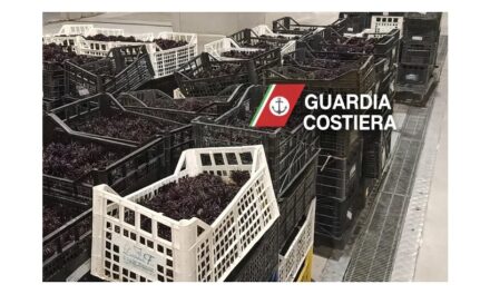 Operazione della Guardia Costiera di Trieste contro la pesca e commercializzazione abusiva di ricci di mare