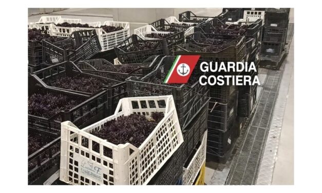 Operazione della Guardia Costiera di Trieste contro la pesca e commercializzazione abusiva di ricci di mare