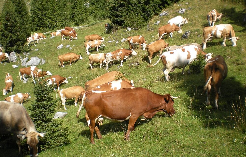 Festival delle bovine Pri del Friuli Venezia Giulia: al via la seconda edizione