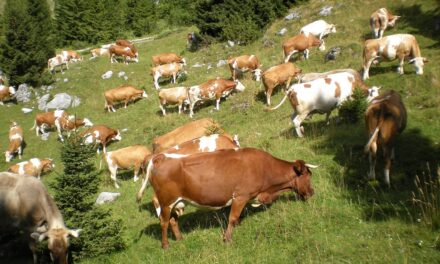 Festival delle bovine Pri del Friuli Venezia Giulia: al via la seconda edizione
