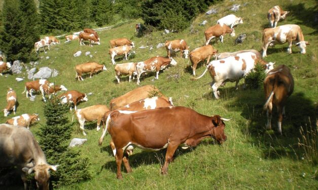 Festival delle bovine Pri del Friuli Venezia Giulia: al via la seconda edizione