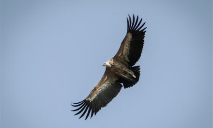 LIBERATI  I  DUE GIOVANI GRIFONI DONATI DALLO ZOO DI DRESDA ALLA RISERVA DI CORNINO, CHE NEL 2026 TAGLIA IL TRAGUARDO DEI 30 ANNI