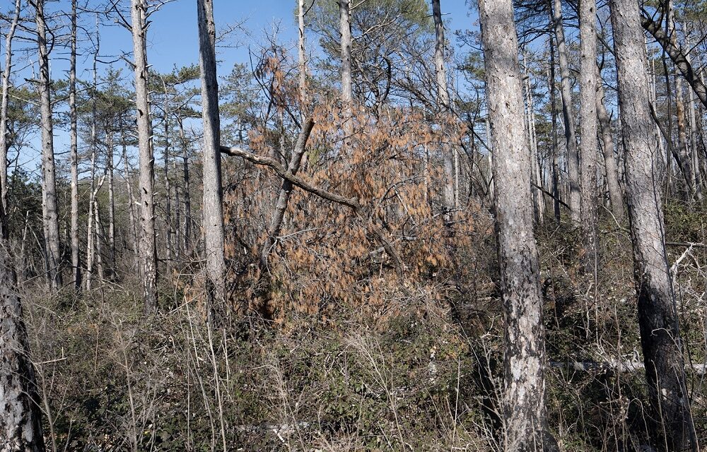 KRAS4US: DOPO GLI INCENDI IL CARSO RINASCE ANCHE GRAZIE AGLI INSETTI IMPOLLINATORI, COME API, FARFALLE E COLEOTTERI