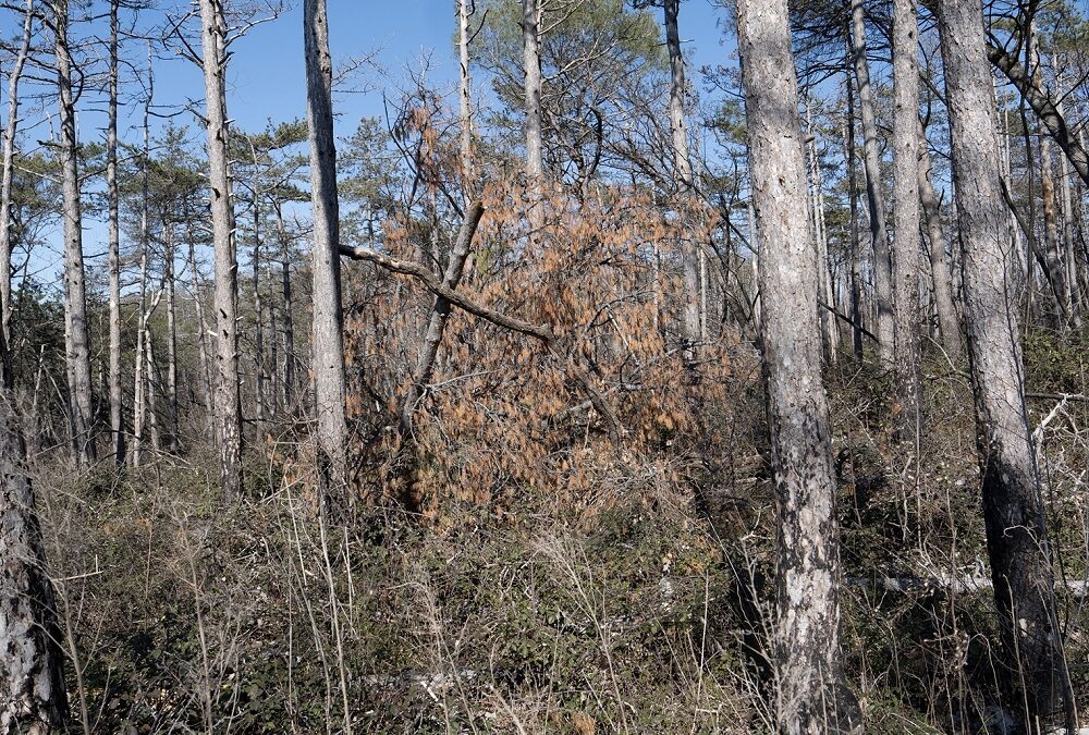 KRAS4US: DOPO GLI INCENDI IL CARSO RINASCE ANCHE GRAZIE AGLI INSETTI IMPOLLINATORI, COME API, FARFALLE E COLEOTTERI