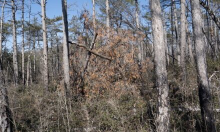 KRAS4US: DOPO GLI INCENDI IL CARSO RINASCE ANCHE GRAZIE AGLI INSETTI IMPOLLINATORI, COME API, FARFALLE E COLEOTTERI
