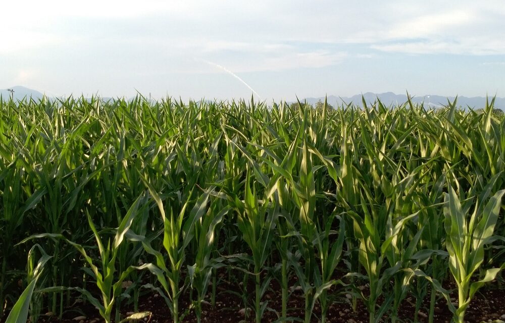 Confagricoltura Fvg: mais e soia, risultati e proposte per la nuova campagna di semina