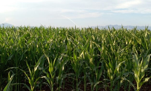 Confagricoltura Fvg: mais e soia, risultati e proposte per la nuova campagna di semina