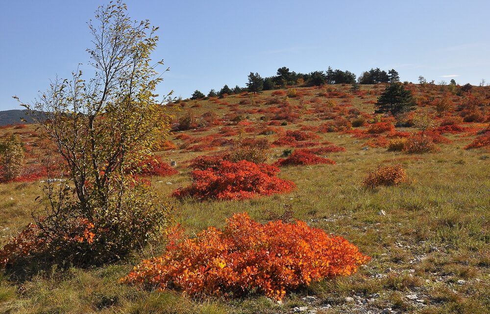 Mostra fotografica a colori di Umberto VITTORI  “COLORI DEL CARSO” nella sede del Circolo Fotografico Triestino
