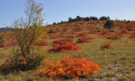 Mostra fotografica a colori di Umberto VITTORI  “COLORI DEL CARSO” nella sede del Circolo Fotografico Triestino