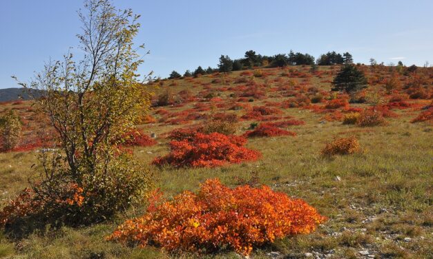 Mostra fotografica a colori di Umberto VITTORI  “COLORI DEL CARSO” nella sede del Circolo Fotografico Triestino