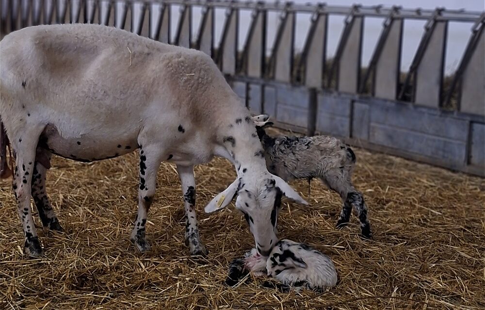 #adottiAMO2026: al via la decima edizione del Progetto per il Ripopolamento della Pecora Istro-Carsolina nel Carso Triestino