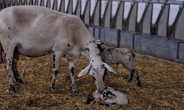 #adottiAMO2026: al via la decima edizione del Progetto per il Ripopolamento della Pecora Istro-Carsolina nel Carso Triestino