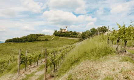 VIGNETI APERTI, TORNA IL VIAGGIO ALLA SCOPERTA DEL TERRITORIO TRA NATURA, TRADIZIONI E CANTINE