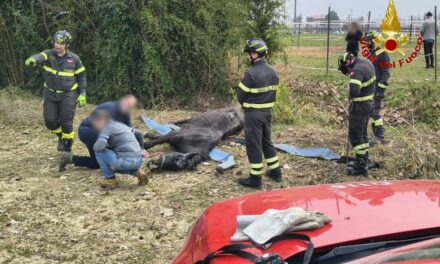 PASIANO DI PORDENONE (PN): I VIGILI DEL FUOCO SOCCORRONO UNA CAVALLO