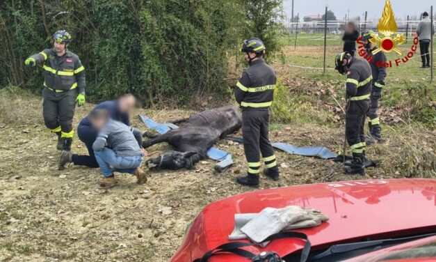 PASIANO DI PORDENONE (PN): I VIGILI DEL FUOCO SOCCORRONO UNA CAVALLO