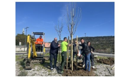 IL COMUNE DI TRIESTE METTE A DIMORA DUE FRASSINI ALLA ROTATORIA DI CATTINARA