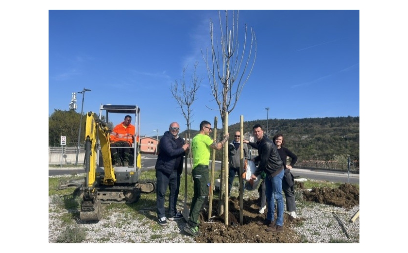 IL COMUNE DI TRIESTE METTE A DIMORA DUE FRASSINI ALLA ROTATORIA DI CATTINARA