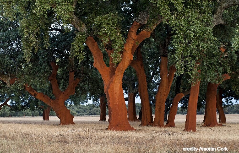Il sughero Amorim Cork Italia più in alto che mai: la tecnologia naturale protagonista della missione Artemis II