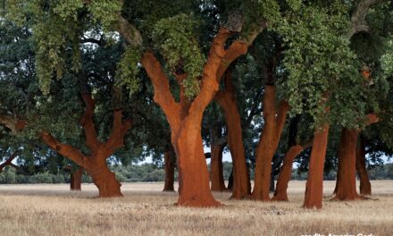 Il sughero Amorim Cork Italia più in alto che mai: la tecnologia naturale protagonista della missione Artemis II