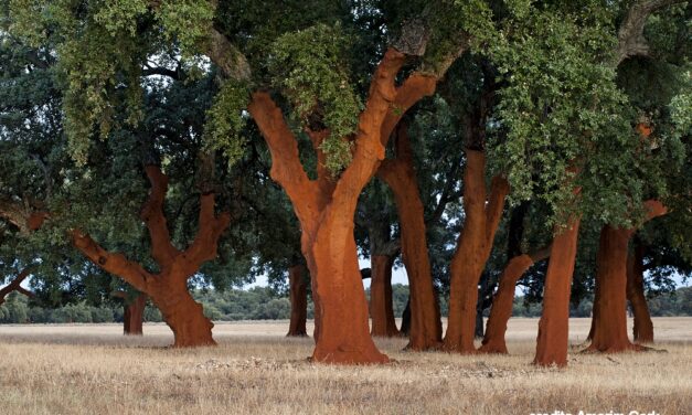 Il sughero Amorim Cork Italia più in alto che mai: la tecnologia naturale protagonista della missione Artemis II