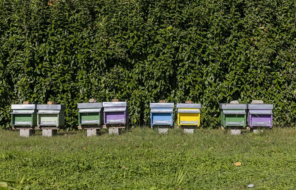 Earth Day: F.lli Campagnolo realizza il suo Parco per le Api a Romano d’Ezzelino (VI)