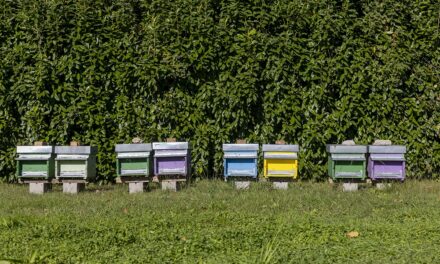 Earth Day: F.lli Campagnolo realizza il suo Parco per le Api a Romano d’Ezzelino (VI)