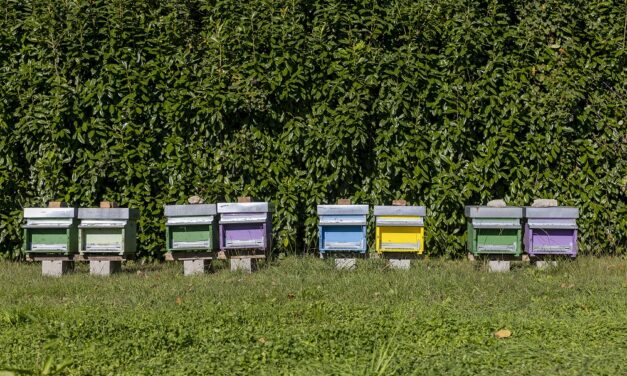 Earth Day: F.lli Campagnolo realizza il suo Parco per le Api a Romano d’Ezzelino (VI)