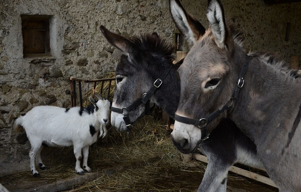 Ambiente e tradizione: l’asino protagonista tra benessere e impresa all’Ecomuseo “Il Cavalîr”