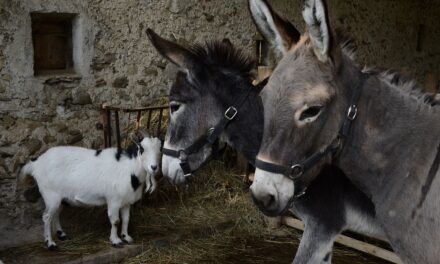 Ambiente e tradizione: l’asino protagonista tra benessere e impresa all’Ecomuseo “Il Cavalîr”