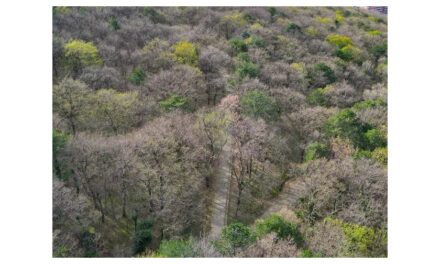 TRIESTE PER L’AMBIENTE: SABATO 18 APRILE PULIZIA DEL BOSCO FARNETO E NUOVI ALBERI IN PIAZZALE ROSMINI