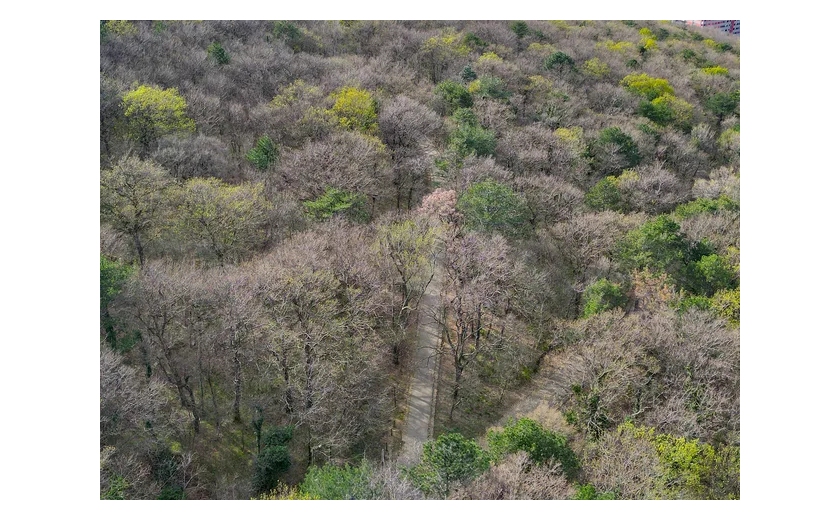 TRIESTE PER L’AMBIENTE: SABATO 18 APRILE PULIZIA DEL BOSCO FARNETO E NUOVI ALBERI IN PIAZZALE ROSMINI