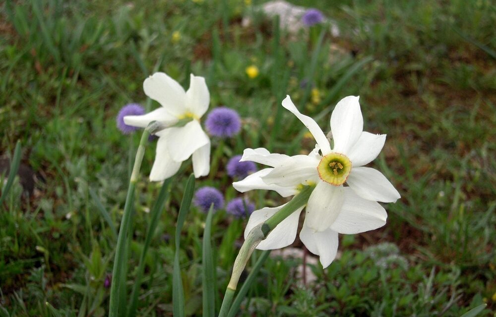 SABATO 2 MAGGIO CON PARTENZA ALLE ORE 14.45 CAMMINATA NATURALISTICO-CULTURALE “TRA BORA E SILENZI: IL CARSO RACCONTATO DA KUGY”