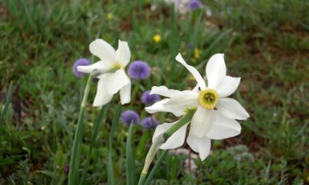 SABATO 2 MAGGIO CON PARTENZA ALLE ORE 14.45 CAMMINATA NATURALISTICO-CULTURALE “TRA BORA E SILENZI: IL CARSO RACCONTATO DA KUGY”