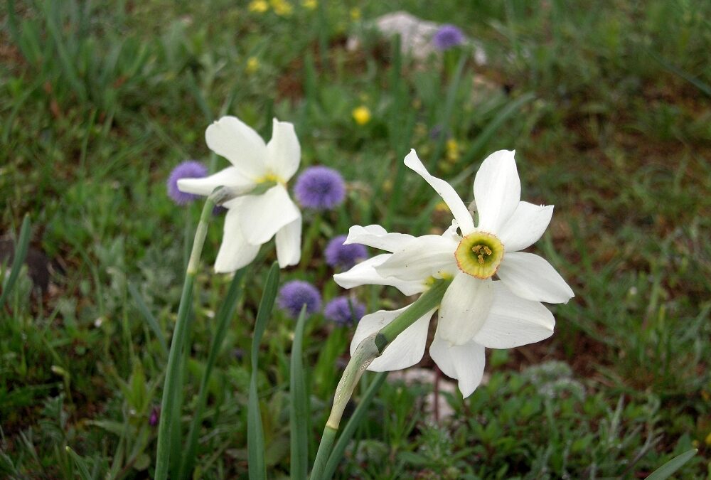 “Tra bora e silenzi: il Carso raccontato da Kugy”: camminata naturalistico-culturale tra boschi e prati nella zona di Basovizza