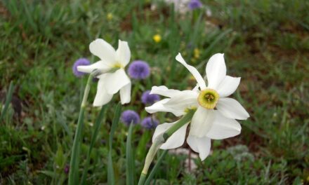 “Tra bora e silenzi: il Carso raccontato da Kugy”: camminata naturalistico-culturale tra boschi e prati nella zona di Basovizza