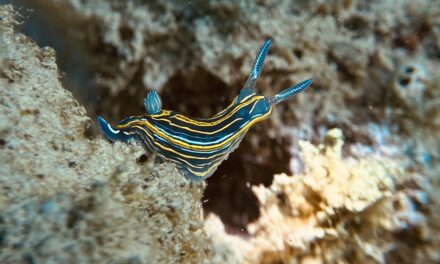 Assegnati i premi del Trofeo FotoSub Mare Nordest 2026: ecco i vincitori della gara internazionale di fotografia subacque