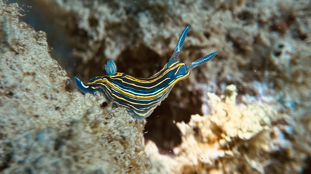 Assegnati i premi del Trofeo FotoSub Mare Nordest 2026: ecco i vincitori della gara internazionale di fotografia subacque