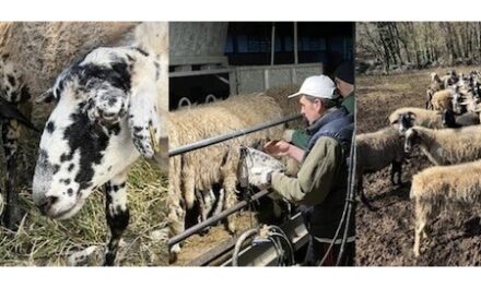 PROGETTO INTERREG DEL GAL CARSO “KRAS 4 US”: VENERDÌ 17 APRILE PASSEGGIATA DIVULGATIVA ALLA FATTORIA ALTURE DI POLAZZO (FOGLIANO DI REDIPUGLIA)