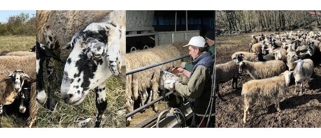 PROGETTO INTERREG DEL GAL CARSO “KRAS 4 US”: VENERDÌ 17 APRILE PASSEGGIATA DIVULGATIVA ALLA FATTORIA ALTURE DI POLAZZO (FOGLIANO DI REDIPUGLIA)