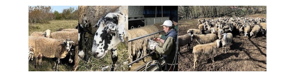 PROGETTO INTERREG DEL GAL CARSO “KRAS 4 US”: VENERDÌ 17 APRILE PASSEGGIATA DIVULGATIVA ALLA FATTORIA ALTURE DI POLAZZO (FOGLIANO DI REDIPUGLIA)