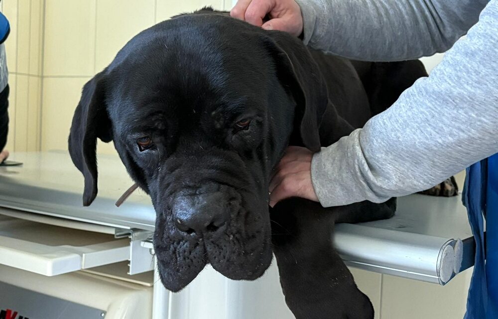 “Emergenza Farmaci” – senza cure, non c’è rinascita: LNDC in campo per salvare gli animali sequestrati