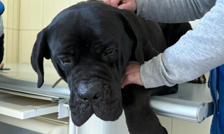 “Emergenza Farmaci” – senza cure, non c’è rinascita: LNDC in campo per salvare gli animali sequestrati