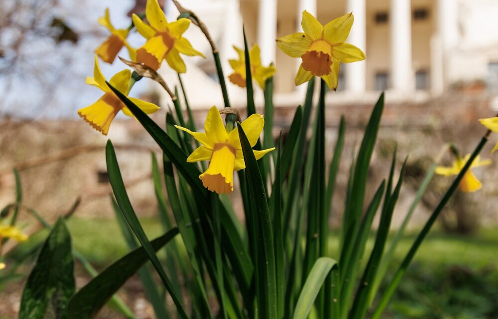 LA FIORITURA DEI NARCISI A VILLA LA ROTONDA DI VICENZA