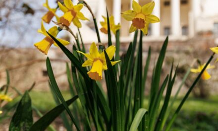 LA FIORITURA DEI NARCISI A VILLA LA ROTONDA DI VICENZA