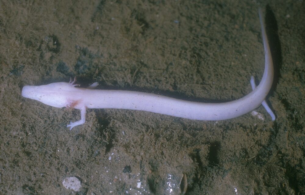 SABATO 11 APRILE L’APPUNTAMENTO DI “PASSEGGIANDO S’IMPARA” SARÀ DEDICATO AL PROTEO