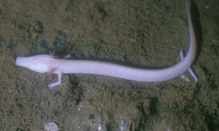 SABATO 11 APRILE L’APPUNTAMENTO DI “PASSEGGIANDO S’IMPARA” SARÀ DEDICATO AL PROTEO