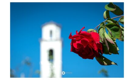 A NOVA GORICA TORNA IL FESTIVAL DELLE ROSE – 21ª EDIZIONE