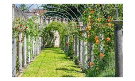 Il Castello di Thiene nel tempo delle rose: il 25 e 26 aprile nel pieno della fioritura