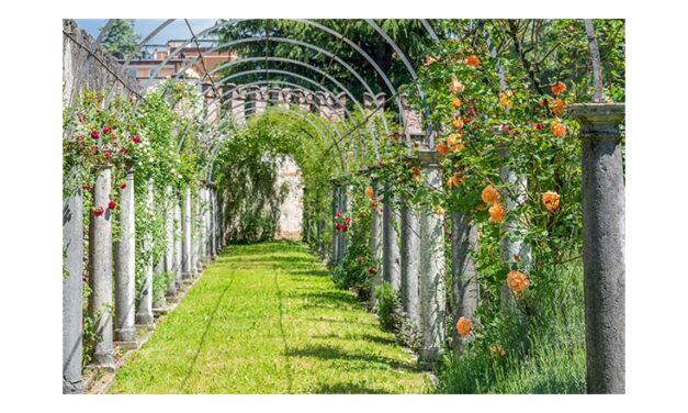 Il Castello di Thiene nel tempo delle rose: il 25 e 26 aprile nel pieno della fioritura