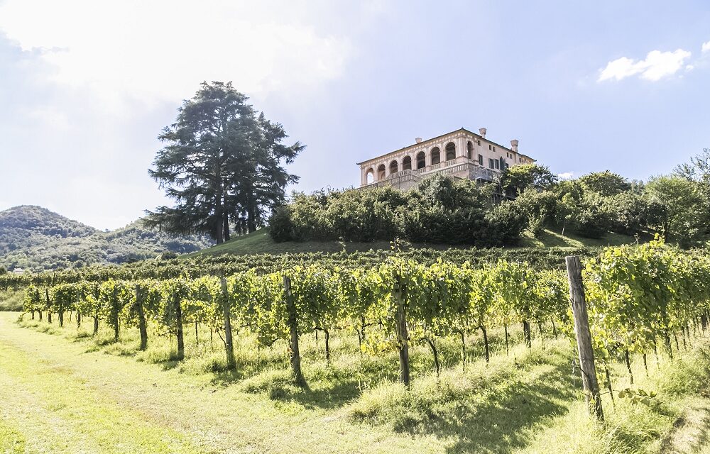 VINI EUGANEI A VILLA DEI VESCOVI: eccellenze enologiche in Villa
